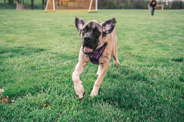 Perro marrón huyendo del dueño al otro lado del campo de fútbol en el parque de Maryland