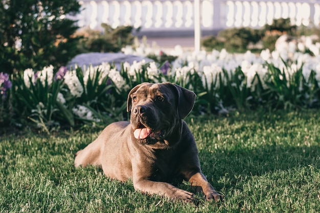 Un perro marrón oscuro de raza pura con su lengua colgando yace sobre la hierba verde en un clima soleado en el parque. Hermosa mascota amigable