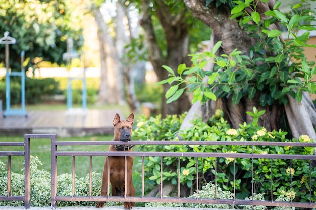 Un perro marrón parado detrás de una cerca que dice 'no lo toques'