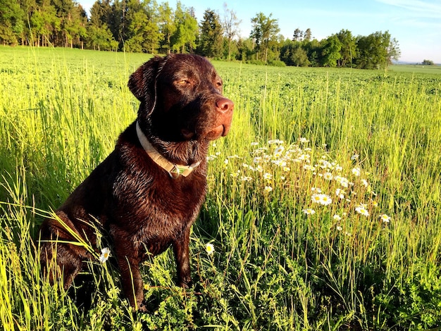 Foto perro marrón relajándose en un campo de hierba