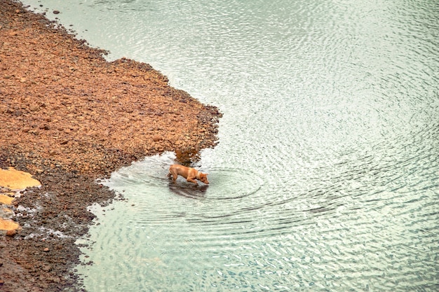 Perro marrón runing en costa con roca al río mirando algo debajo del agua