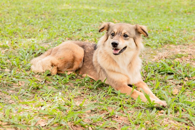 Perro marrón sentado en el jardín