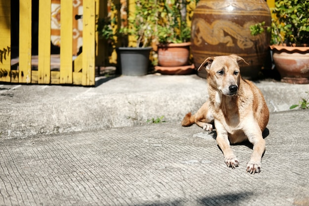 Perro marrón sentado en el piso de concreto en el jardín de la naturaleza