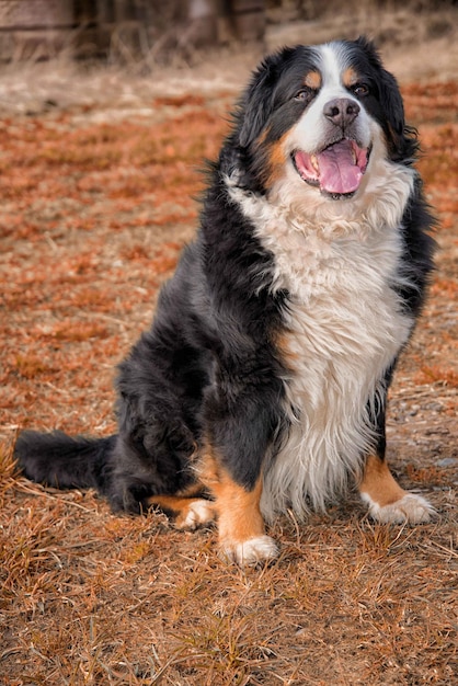 Foto perro marrón sentado en tierra