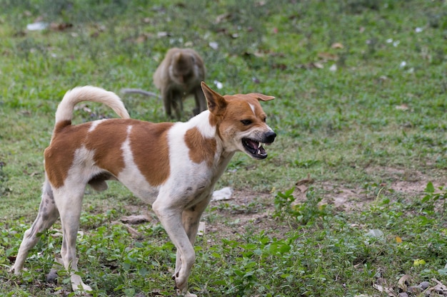 Perro marrón tailandés amenazado con sensación de enojo