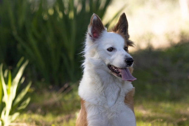 El perro más hermoso del mundo Sonriendo adorable collie de arena marrón y blanca retrato al aire libre