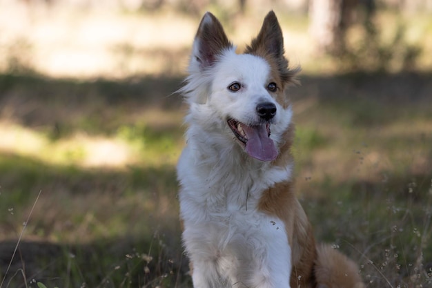 El perro más hermoso del mundo Sonriendo adorable collie de arena marrón y blanca retrato al aire libre