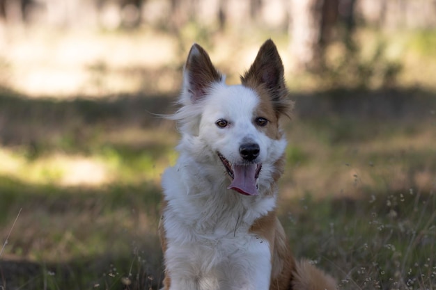 El perro más hermoso del mundo Sonriendo adorable collie de arena marrón y blanca retrato al aire libre