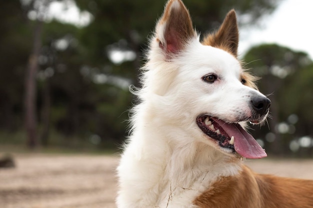 El perro más hermoso del mundo Sonriendo encantador adorable border collie marrón y blanco sable