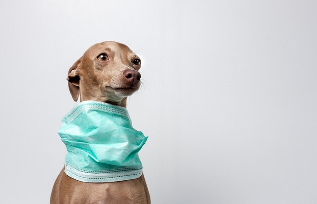 Perro con máscara de protección contra coronavirus