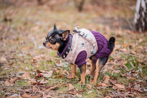 Perro mascota Chihuahua camina por la calle. Perro chihuahua a pasear. Perro en el otoño camina en el parque
