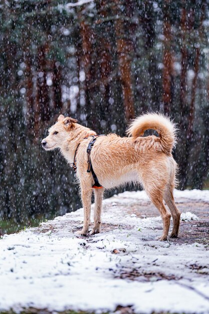 El perro mascota se deleita en el bosque nevado encarnando la alegría la curiosidad y la lealtad