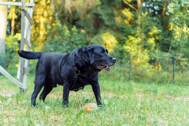 El perro mascota negro Labrador Retriever se para con la lengua fuera sobre la hierba verde contra el fondo del bosque y mira hacia otro lado
