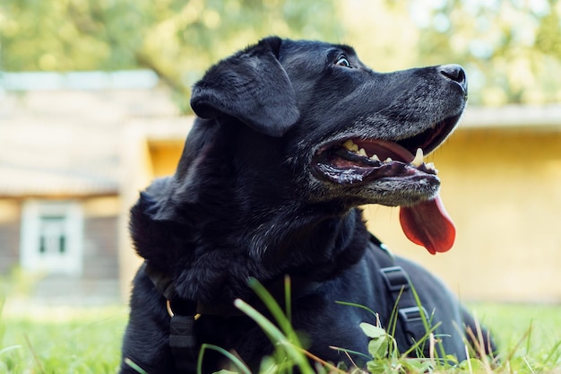 El perro mascota negro Labrador Retriever yace con la lengua fuera sobre la hierba verde contra el telón de fondo del edificio en los rayos del sol