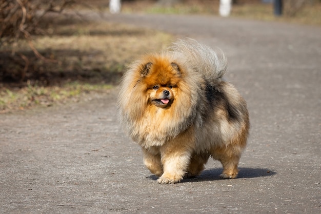 Perro mascota perro chino perro chino