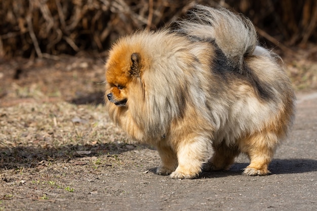 Perro mascota perro chino perro chino