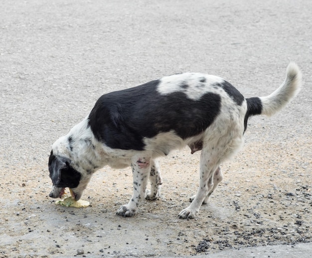 Perro mascota vómito enfermo