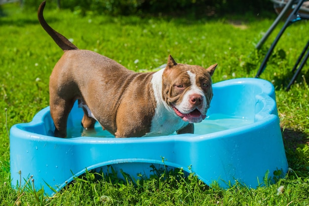 El perro matón americano está nadando en la piscina