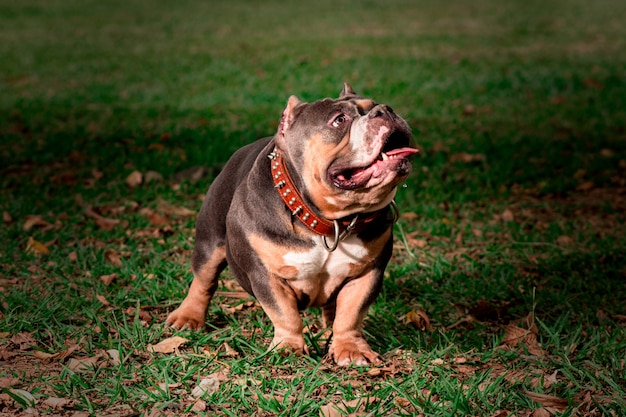 Perro matón americano en el parque