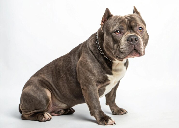 Perro matón estadounidense