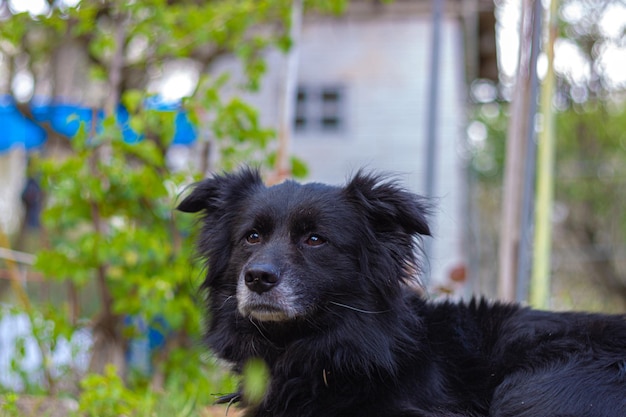 Un perro mayor de color negro sentado en el suelo descansando