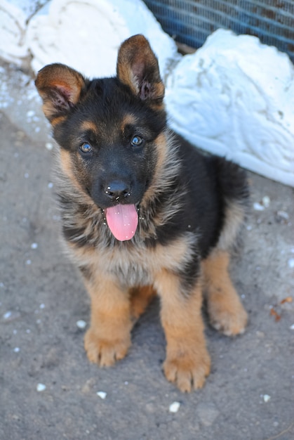 Perro - el mejor amigo del hombre