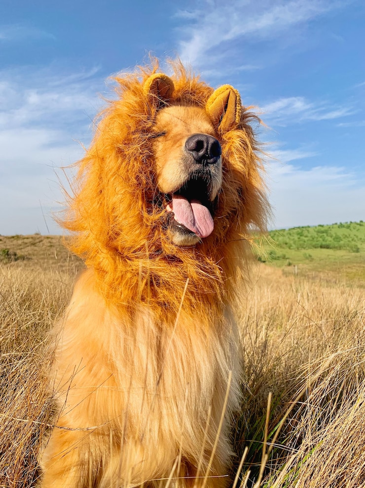 un perro con una melena amarilla se encuentra en un campo con un fondo de cielo