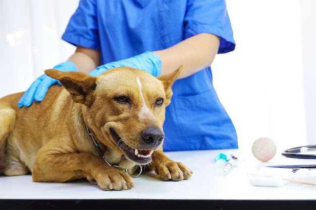 Perro en la mesa de examen de la clínica veterinaria. Cuidado veterinario. Veterinario médico y perro.