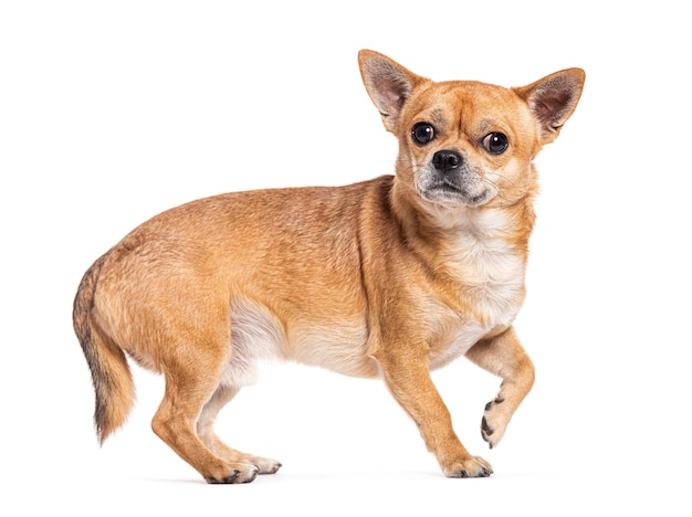 Perro mestizo aislado en blanco