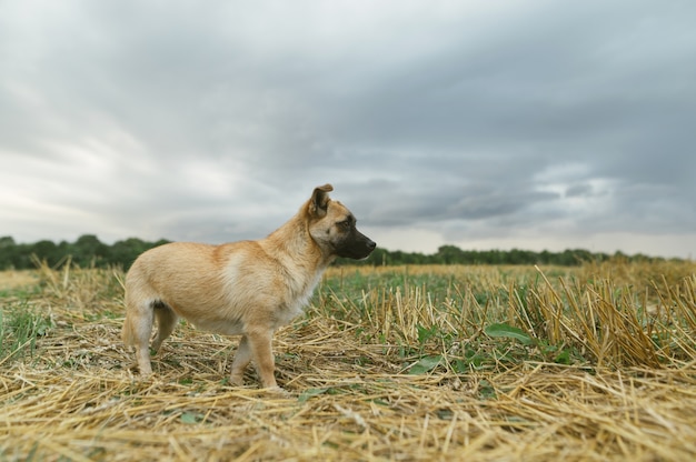 Perro mestizo camina por el campo