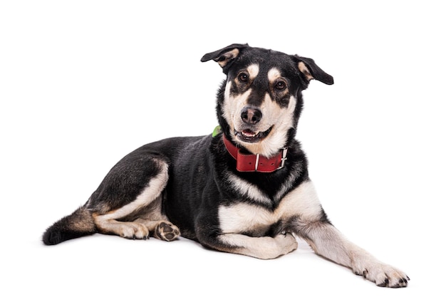 Perro mestizo con un collar rojo aislado en blanco