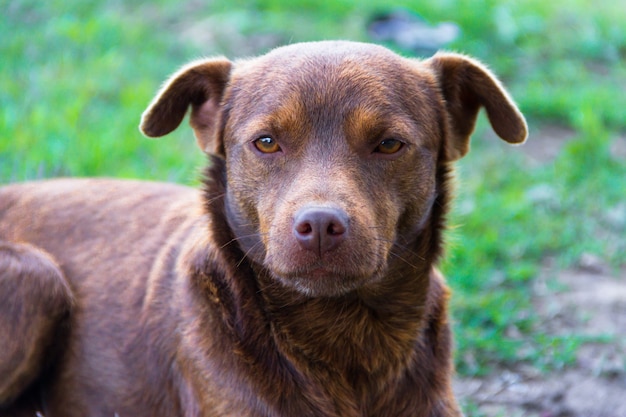 Perro mestizo de color marrón al aire libre en verde