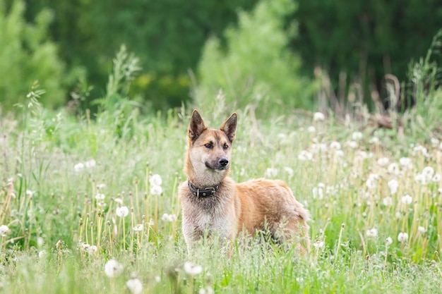 Perro mestizo de color rojo yace boca abajo sobre la hierba estirando sus patas delanteras hacia adelante Primavera