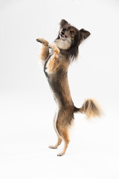 Foto el perro mestizo se para en dos patas contra un fondo blanco y pide una golosina