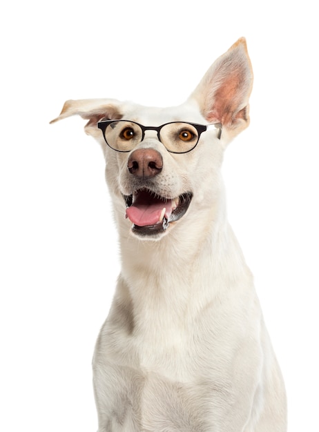 Perro mestizo con gafas