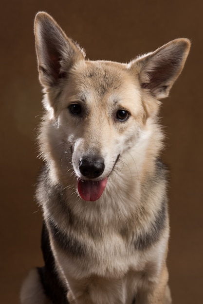 Perro mestizo gris y blanco sentado