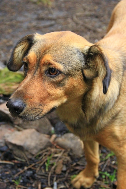 Perro mestizo marrón curioso pidiendo comer perro mestizo sin hogar esperando a un nuevo dueño cabeza de perro de cerca