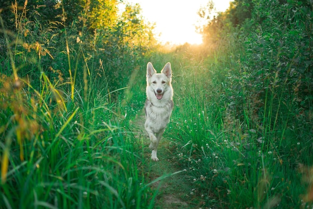 Perro mestizo de pie en un campo