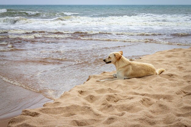 Perro mestizo sentado en la arena de la playa mirando el mar