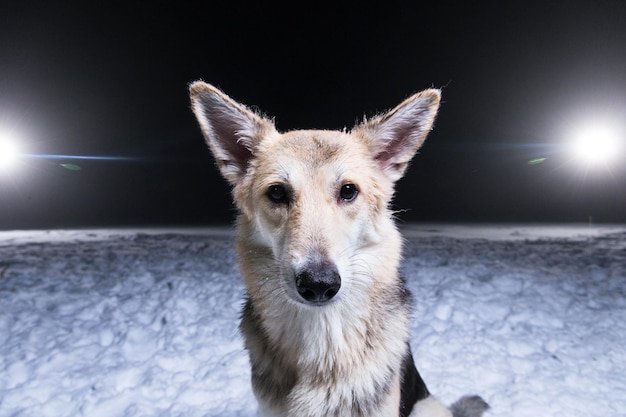 Perro mestizo sentado en la nieve de ojos de luz blanca contra el fondo de una noche de invierno polar