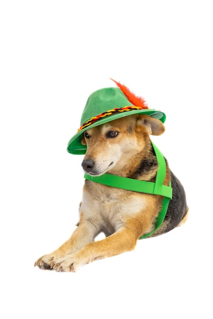 Perro mestizo con sombrero tirolés