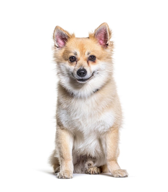 Perro mestizo con un Spitz delante de un fondo blanco