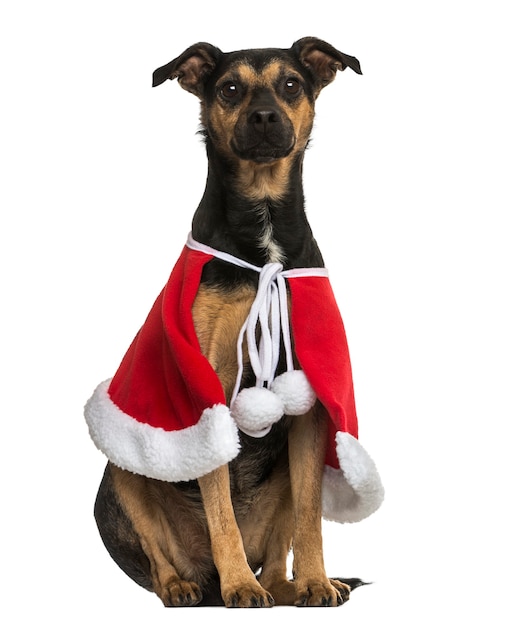 Perro mestizo vistiendo una capa de Navidad sentado aislado en blanco