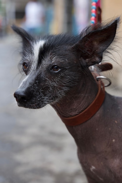 Foto perro mexicano xoloitzcuintle