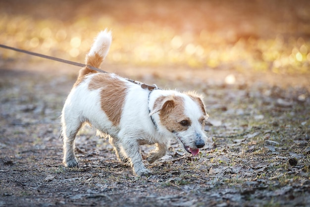 Perro mientras camina con correa en el parque