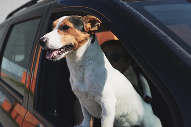 Perro mientras mira por la ventana del auto