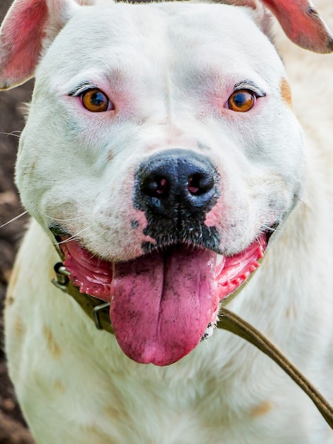 Perro mira con confianza a los ojos del dueño