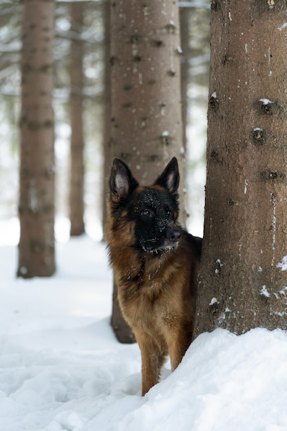 El perro mira desde detrás del árbol.