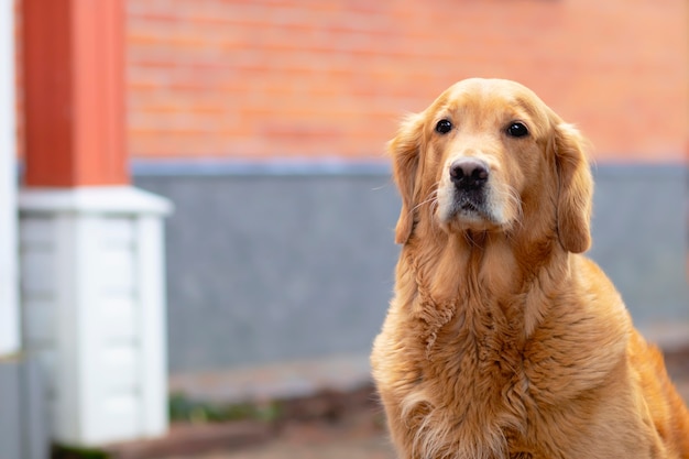 Perro mira directamente a la cámara, golden retriever, labrador cerca de su casa. Al aire libre, al aire libre. Copia espacio