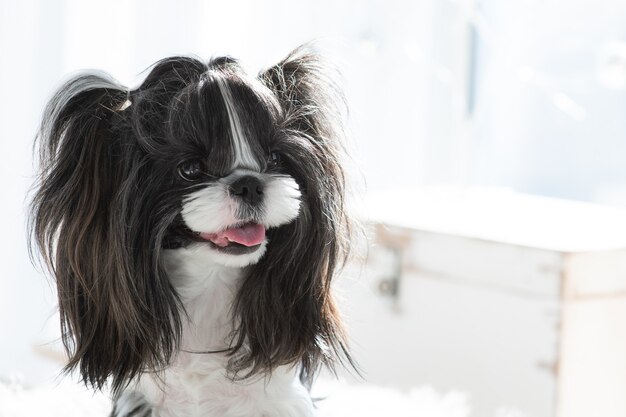 El perro mira fijamente con una sonrisa.